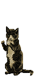 neige_chat (10K)