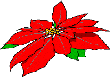 poinseta (9K)